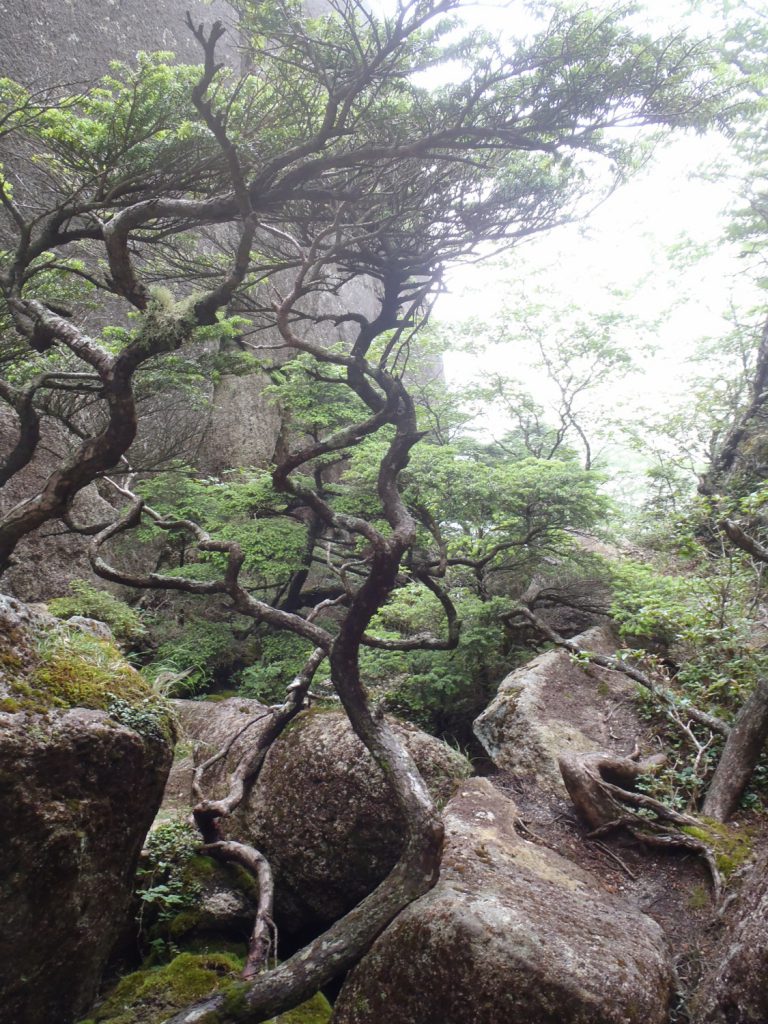 チムニーを奥に進み抜けると箱庭が