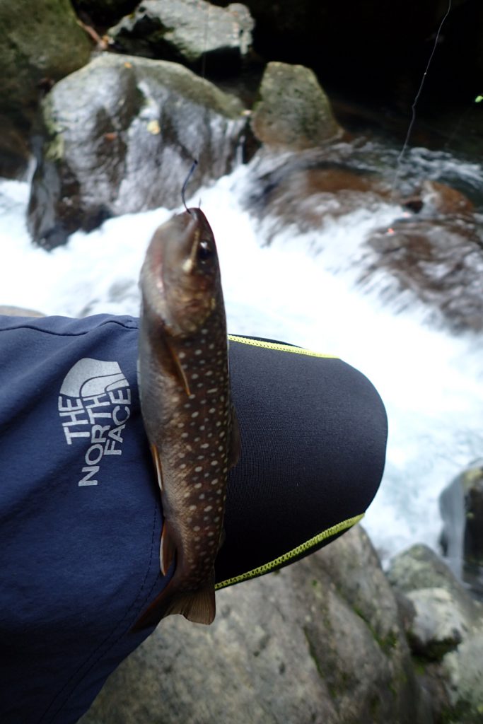 3匹目の岩魚は そこそこのおおきさ!