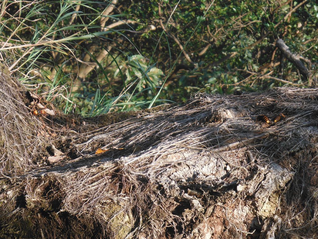 終了点には大スズメバチが3匹も！(￣□￣;) 刺激しない様に静かに降りました。